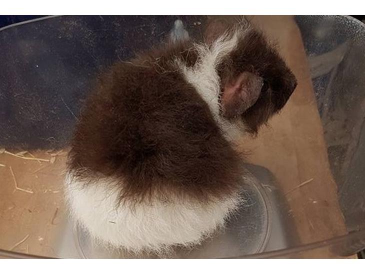 Marsvin Tangela billede 8