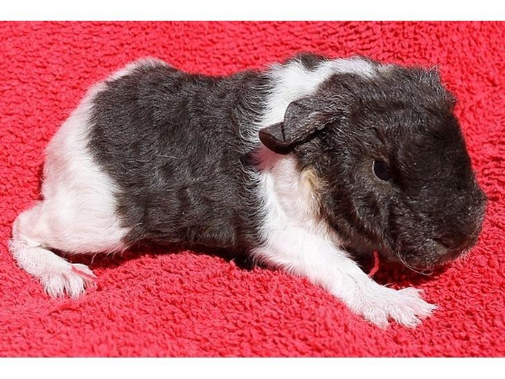 Marsvin Tangela billede 1