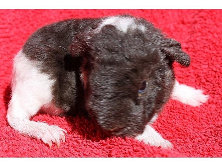 Marsvin Tangela billede 3