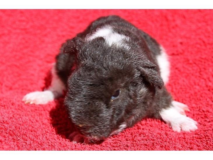 Marsvin Tangela billede 4