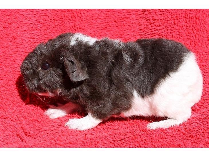 Marsvin Tangela billede 2