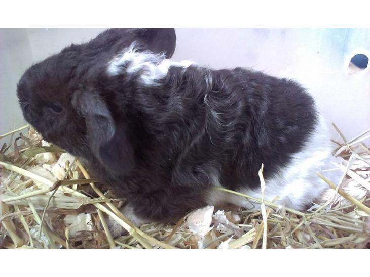 Marsvin Tangela billede 7