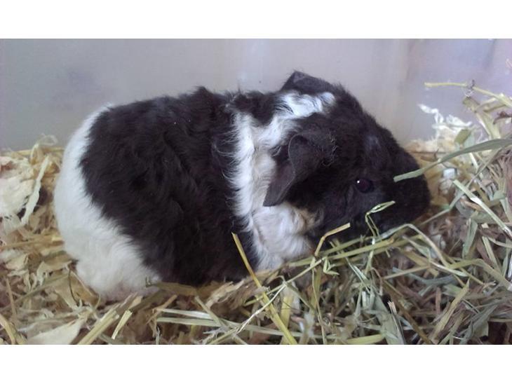 Marsvin Tangela billede 6