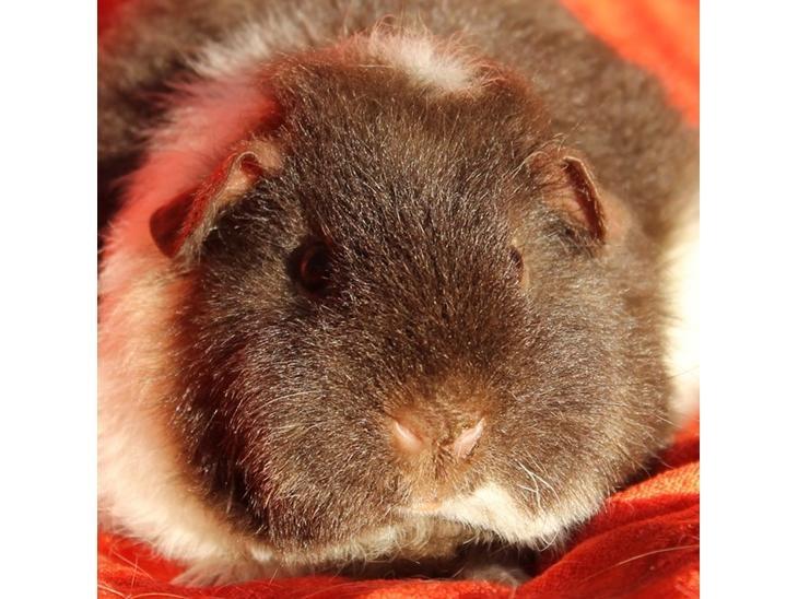 Marsvin Tangela billede 14