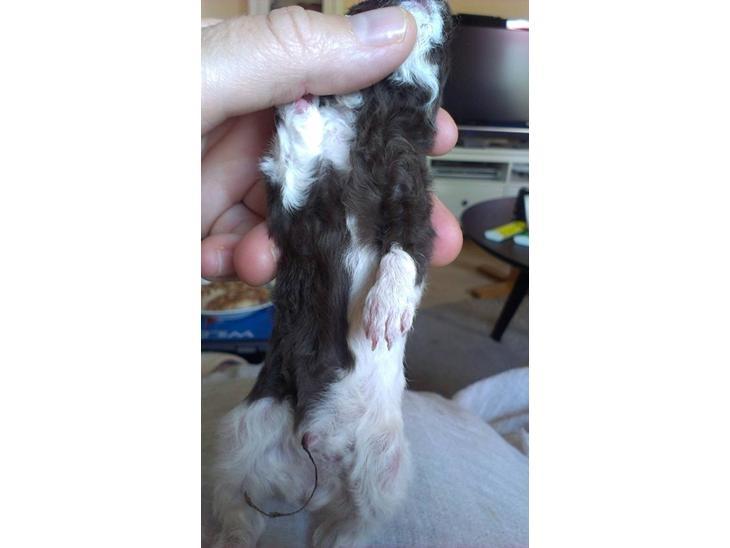 Marsvin Tangela billede 5