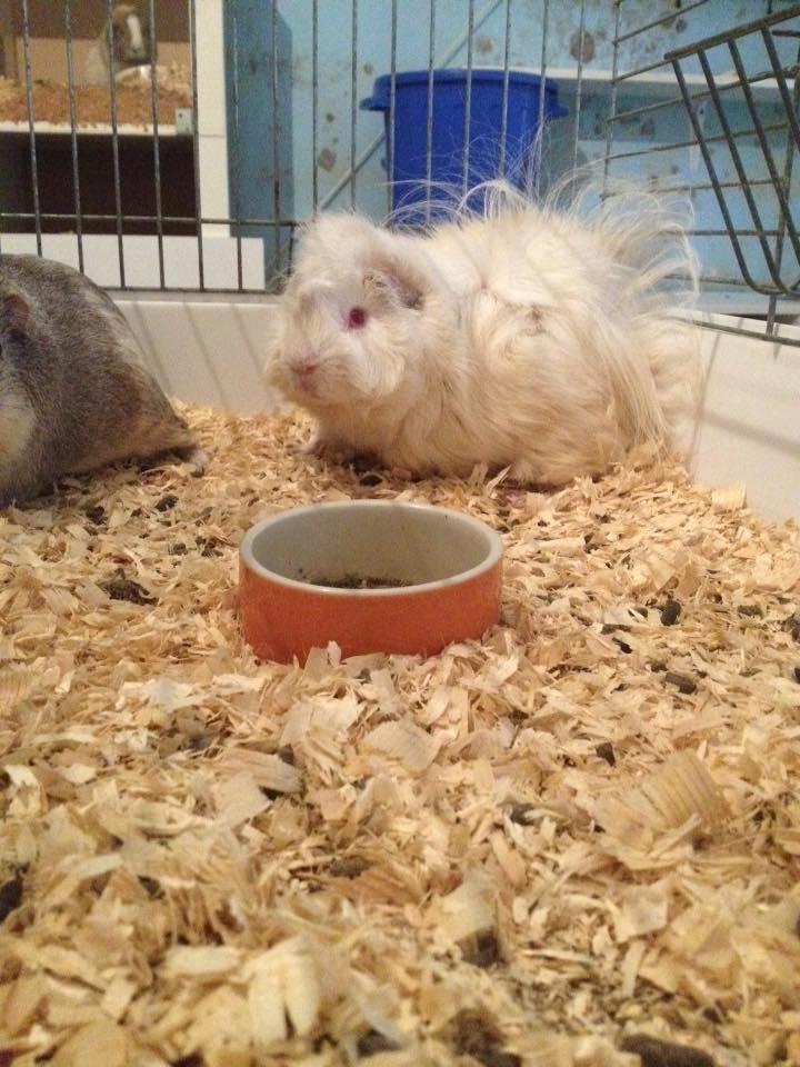 Marsvin hannibal billede 2