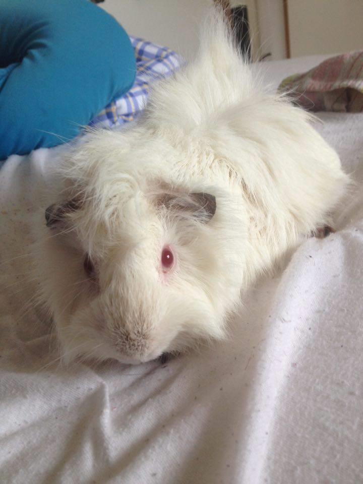 Marsvin hannibal billede 3