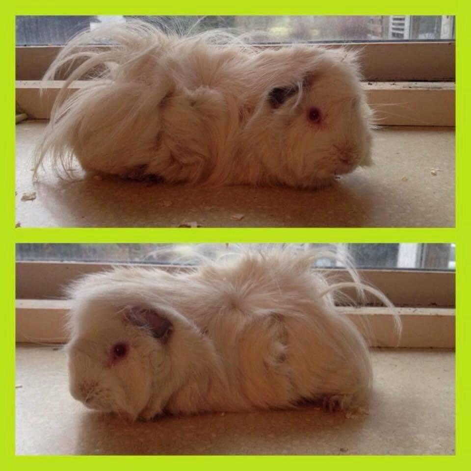 Marsvin hannibal billede 1