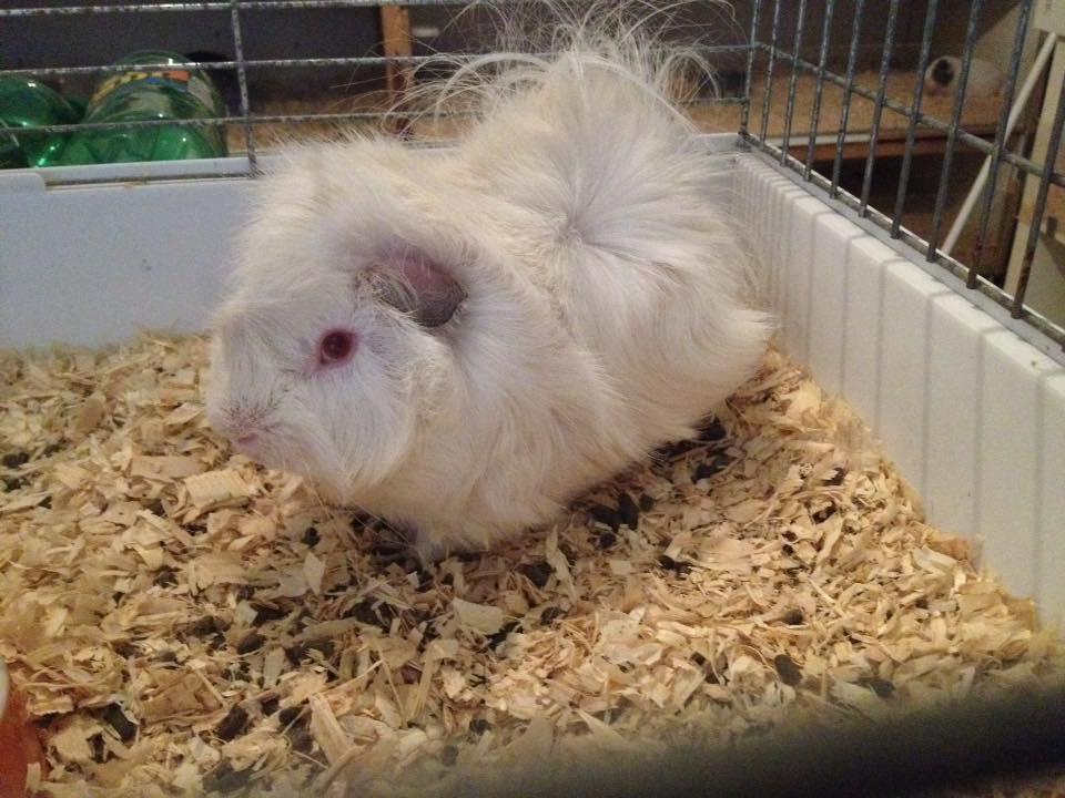 Marsvin hannibal billede 4