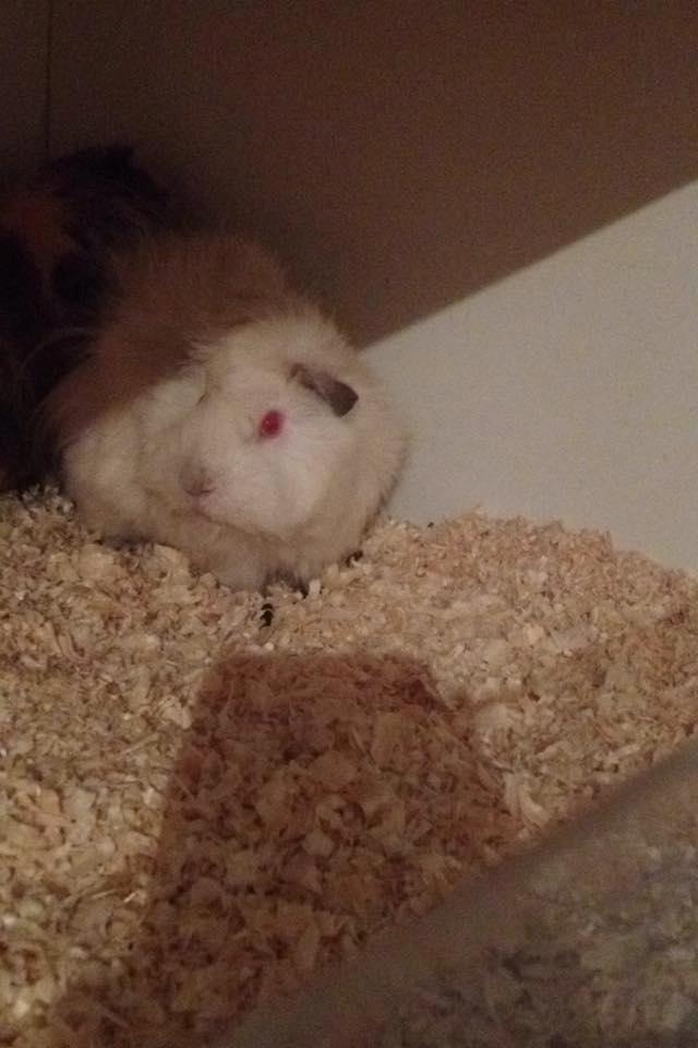 Marsvin hannibal billede 5