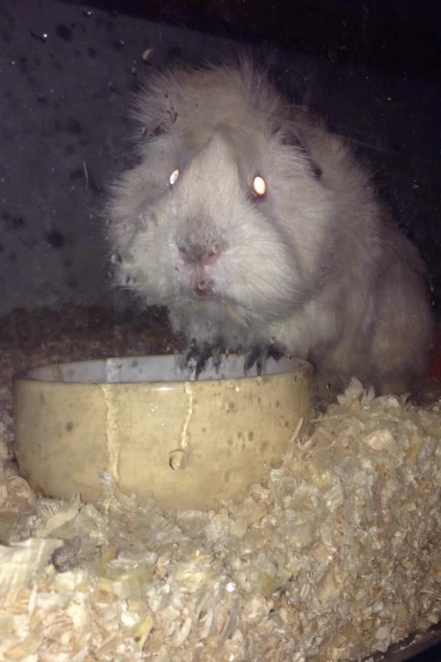 Marsvin hannibal billede 6