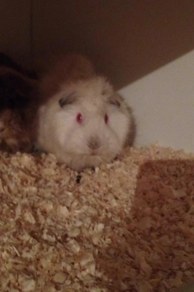 Marsvin hannibal billede 7