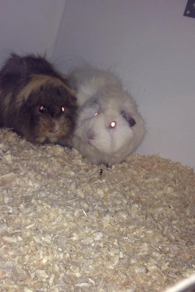 Marsvin hannibal billede 8