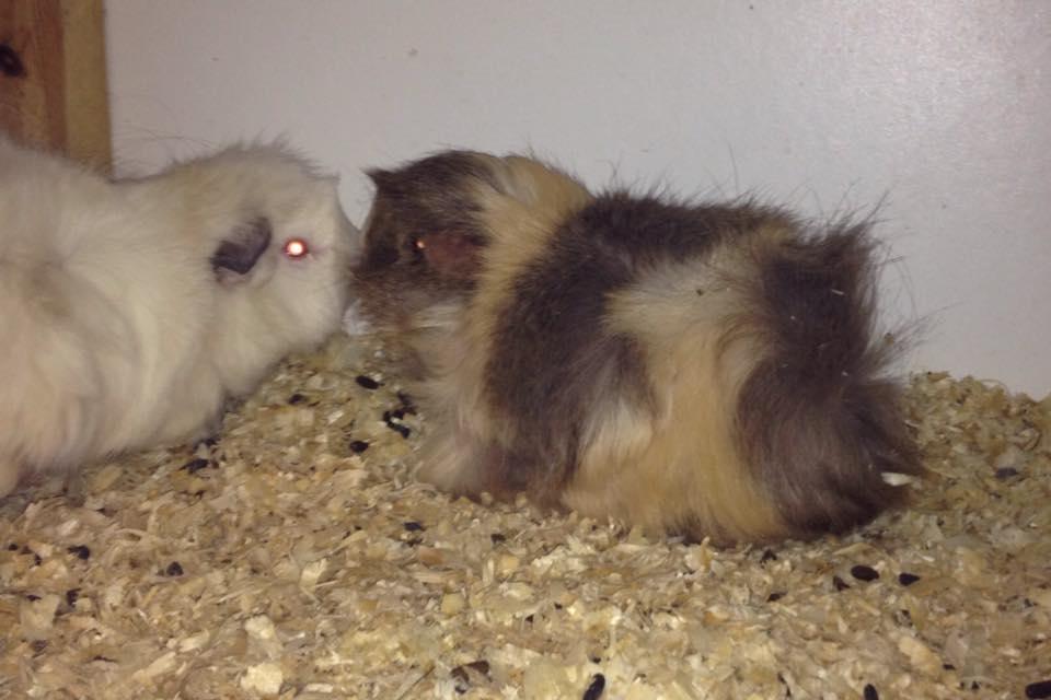 Marsvin hannibal billede 9