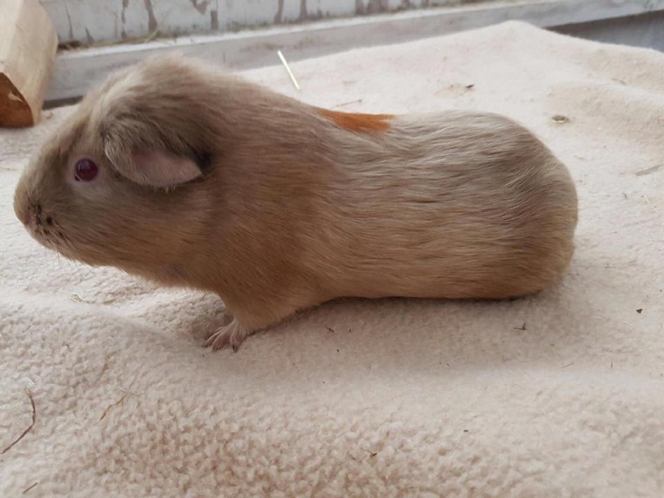 Marsvin Diabella billede 13