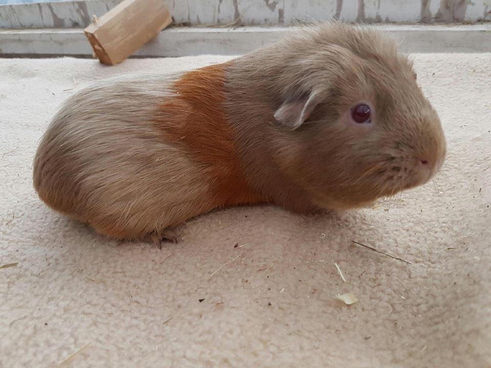 Marsvin Diabella billede 14