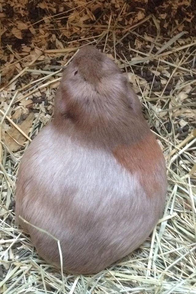 Marsvin Diabella billede 18