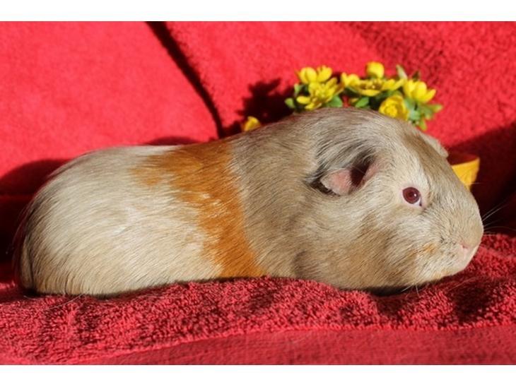 Marsvin Diabella billede 8