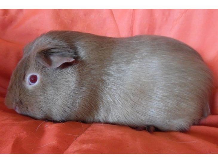 Marsvin Diabella billede 4