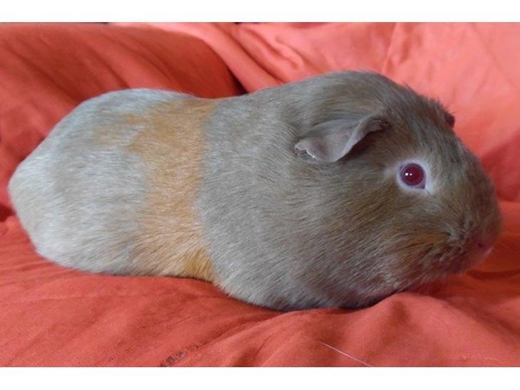 Marsvin Diabella billede 5