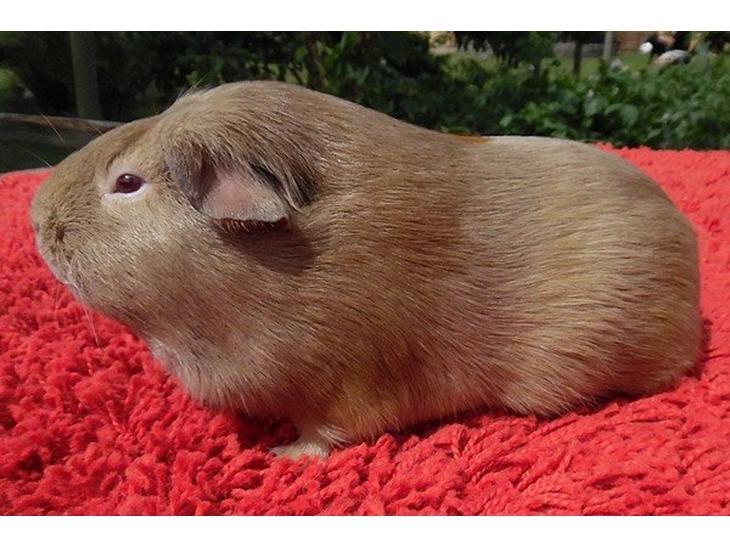 Marsvin Diabella billede 7