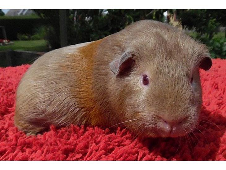 Marsvin Diabella billede 6