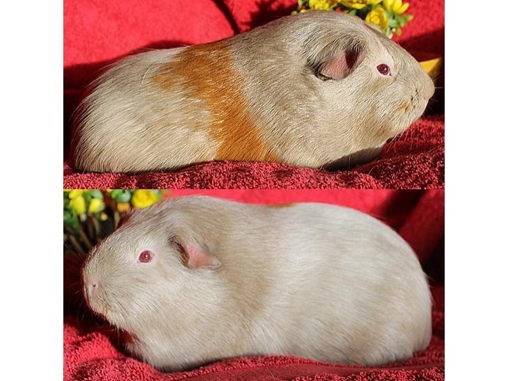 Marsvin Diabella billede 12