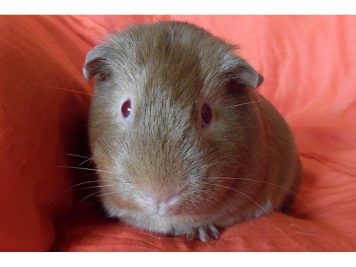 Marsvin Diabella billede 3