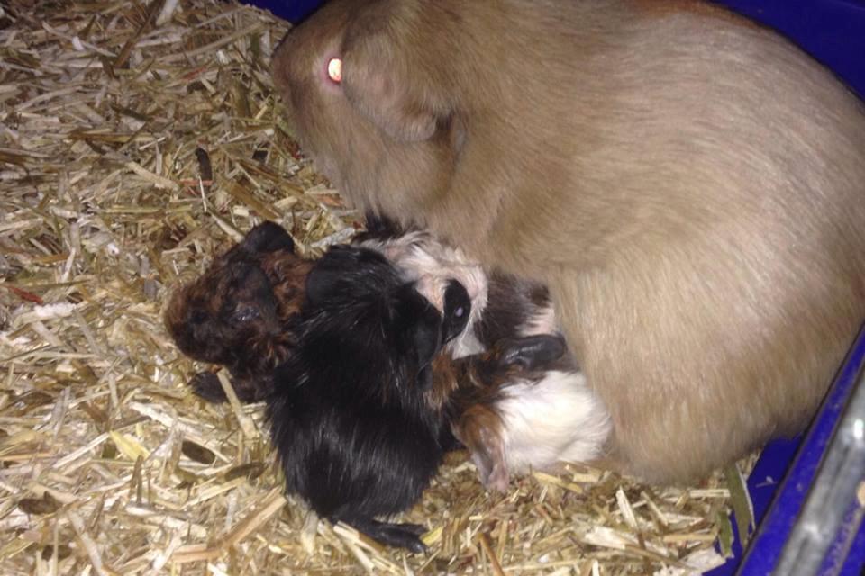 Marsvin Diabella billede 19