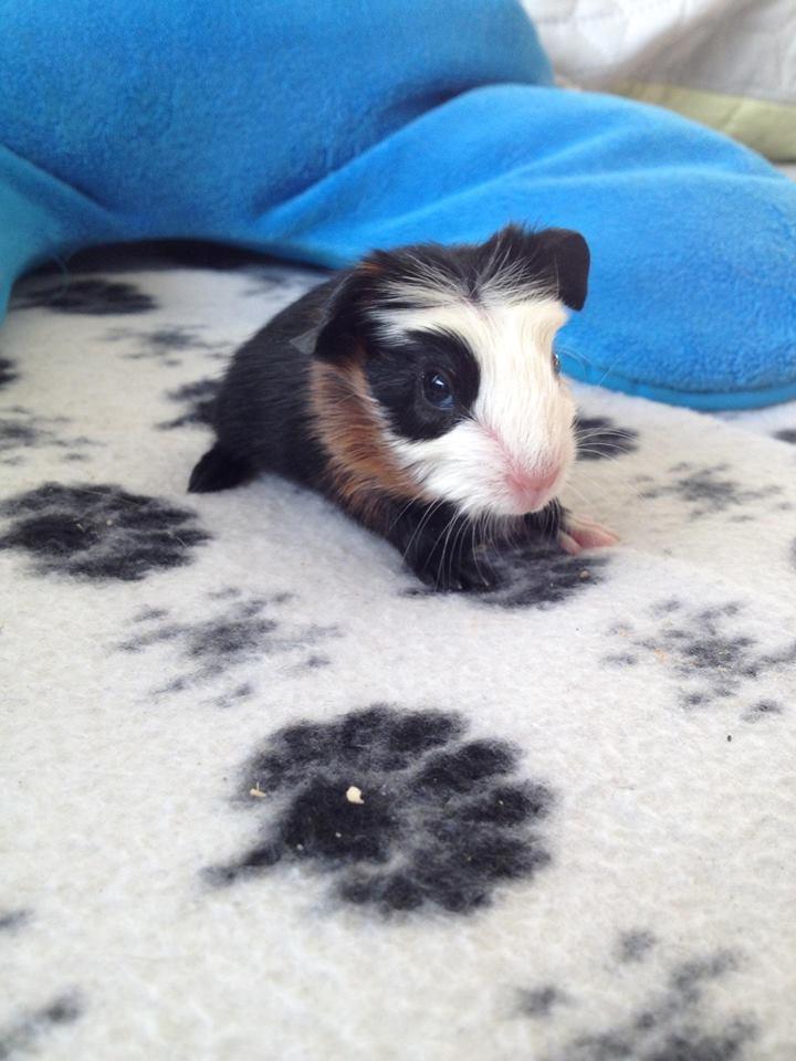 Marsvin Aslan  billede 6