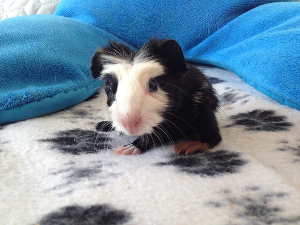 Marsvin Aslan  billede 7