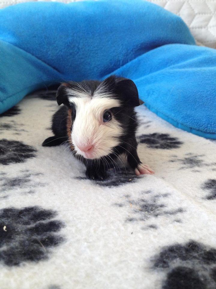 Marsvin Aslan  billede 8