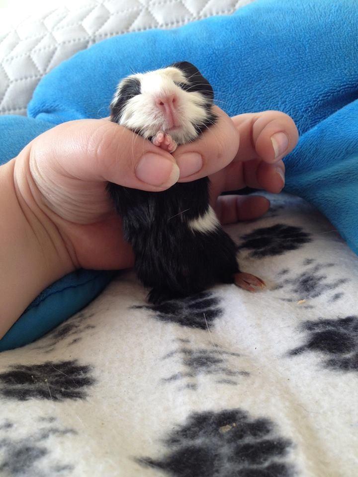 Marsvin Aslan  billede 5