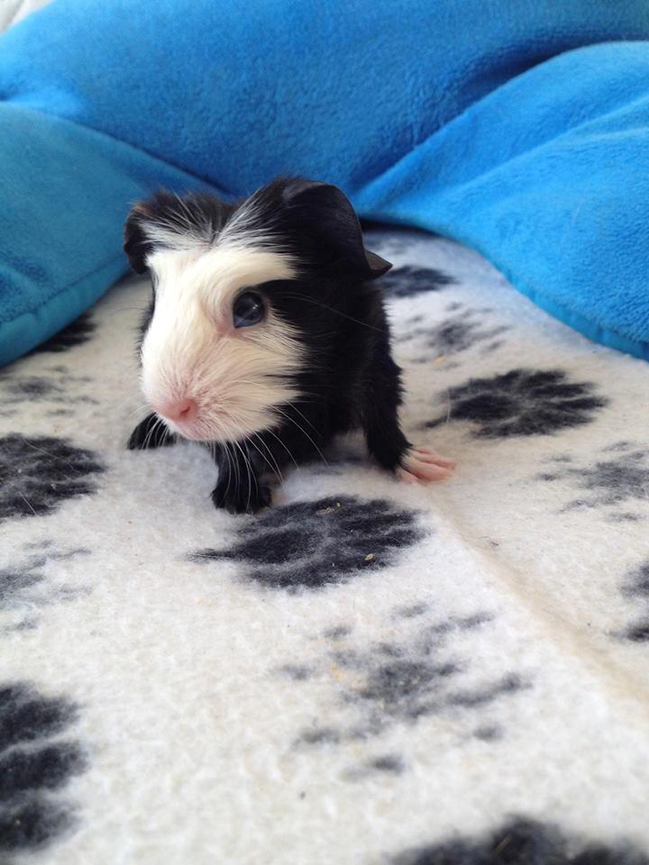 Marsvin Aslan  billede 9