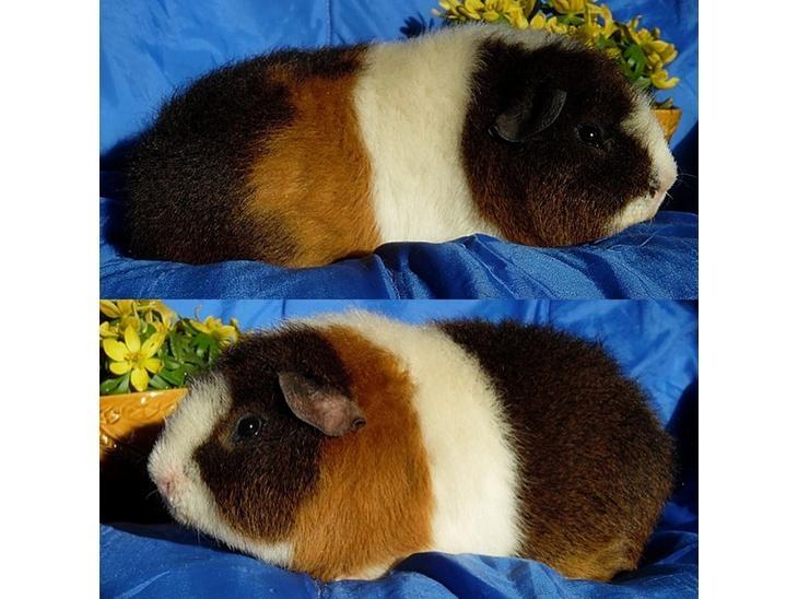 Marsvin Aslan  - far billede 11