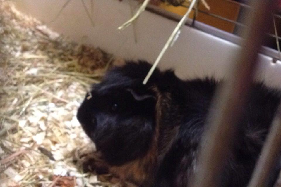 Marsvin lulu - Mor billede 14