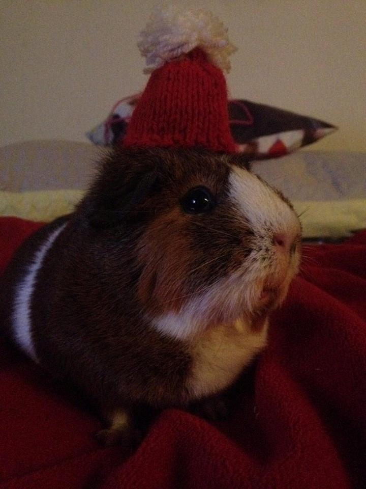 Marsvin Isabella  billede 2