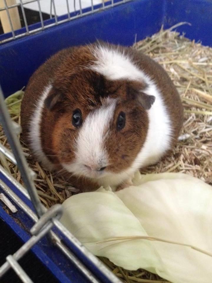 Marsvin Isabella  billede 6