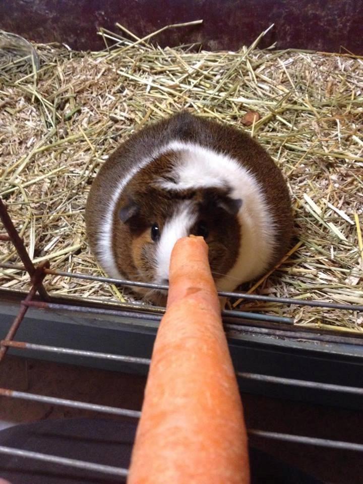 Marsvin Isabella  billede 8