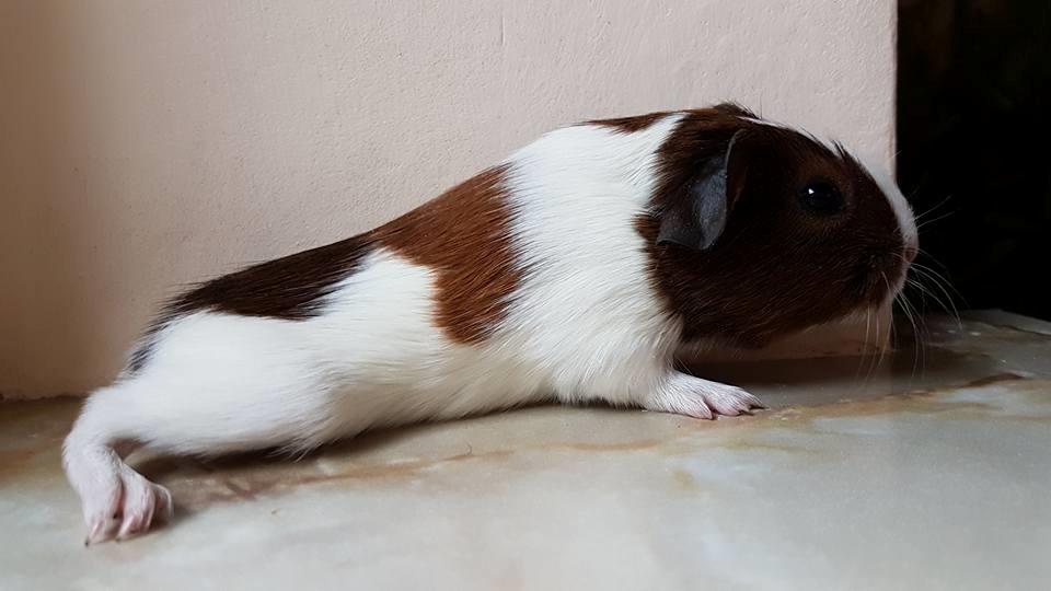 Marsvin Koreskas ÆSTHER billede 3