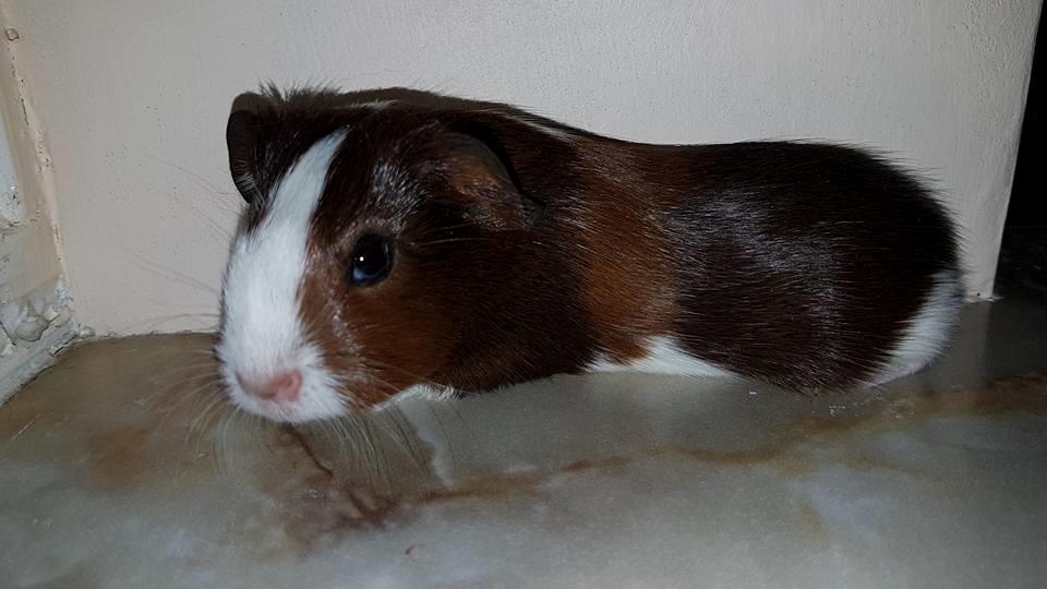 Marsvin Koreskas ÆSTHER billede 4