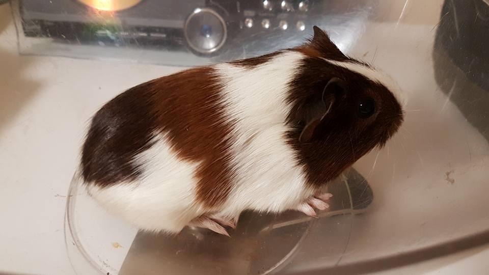 Marsvin Koreskas ÆSTHER billede 8