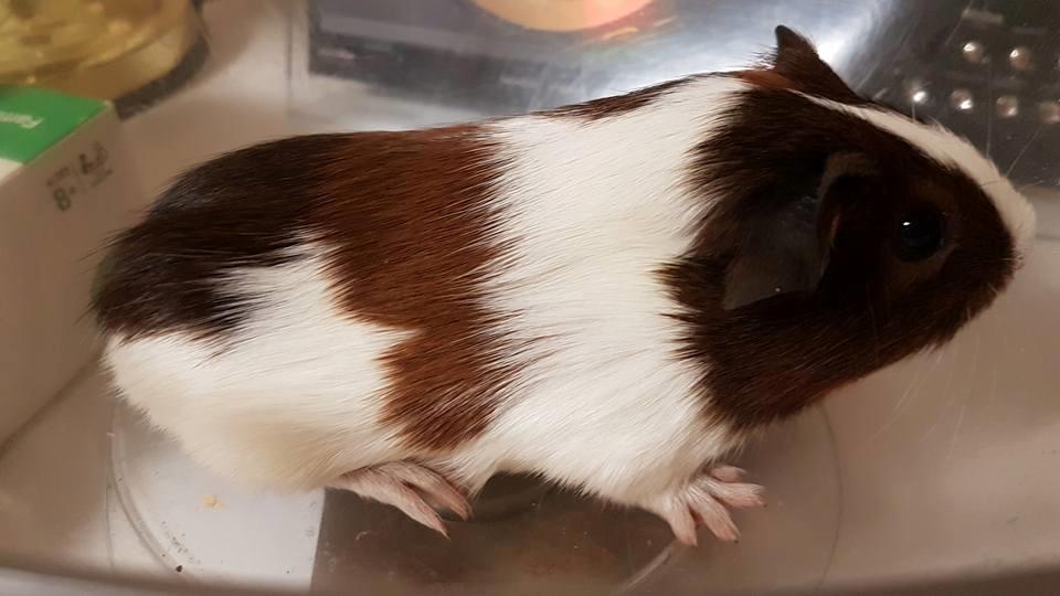 Marsvin Koreskas ÆSTHER billede 9