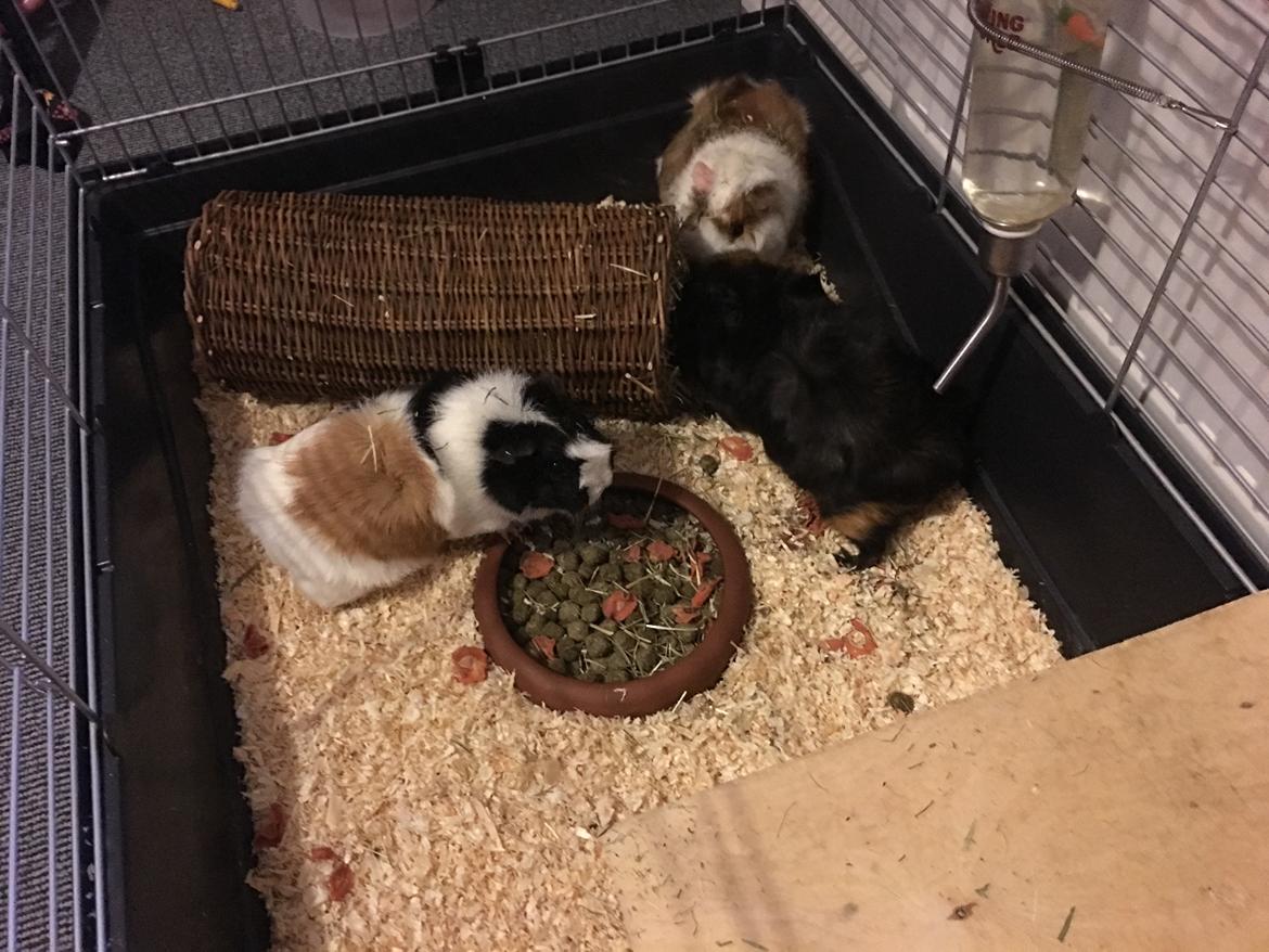 Marsvin Mutti, Pjuske og Plet billede 1