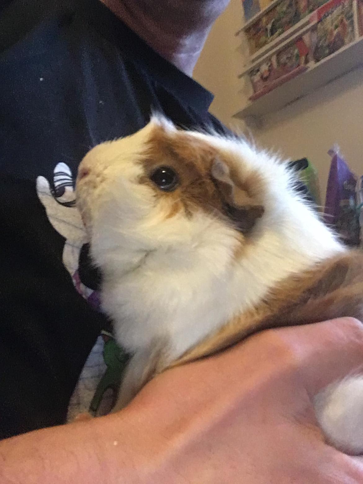 Marsvin Mutti, Pjuske og Plet billede 3