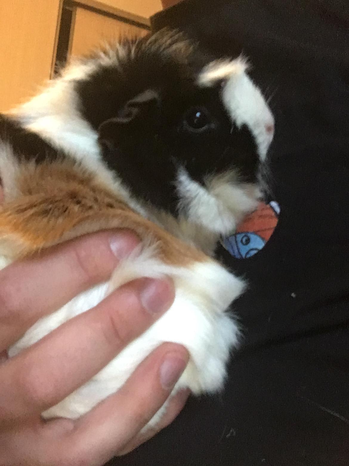 Marsvin Mutti, Pjuske og Plet billede 4