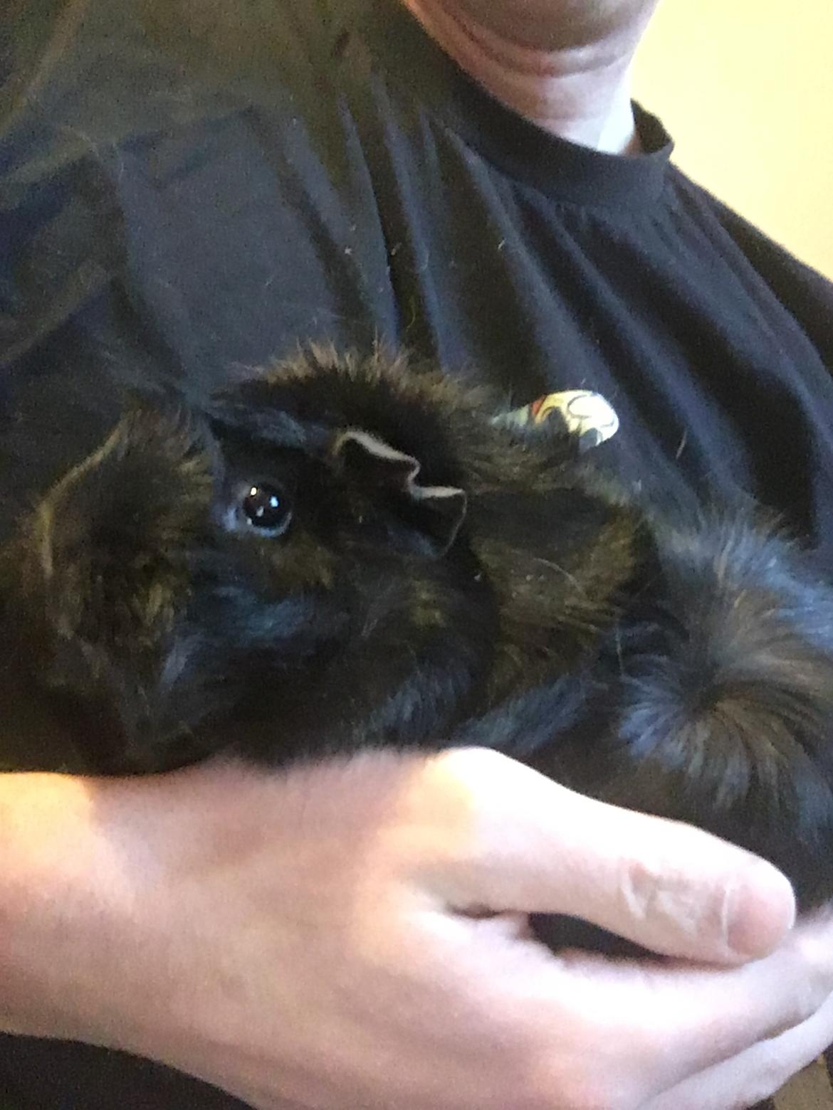 Marsvin Mutti, Pjuske og Plet billede 5