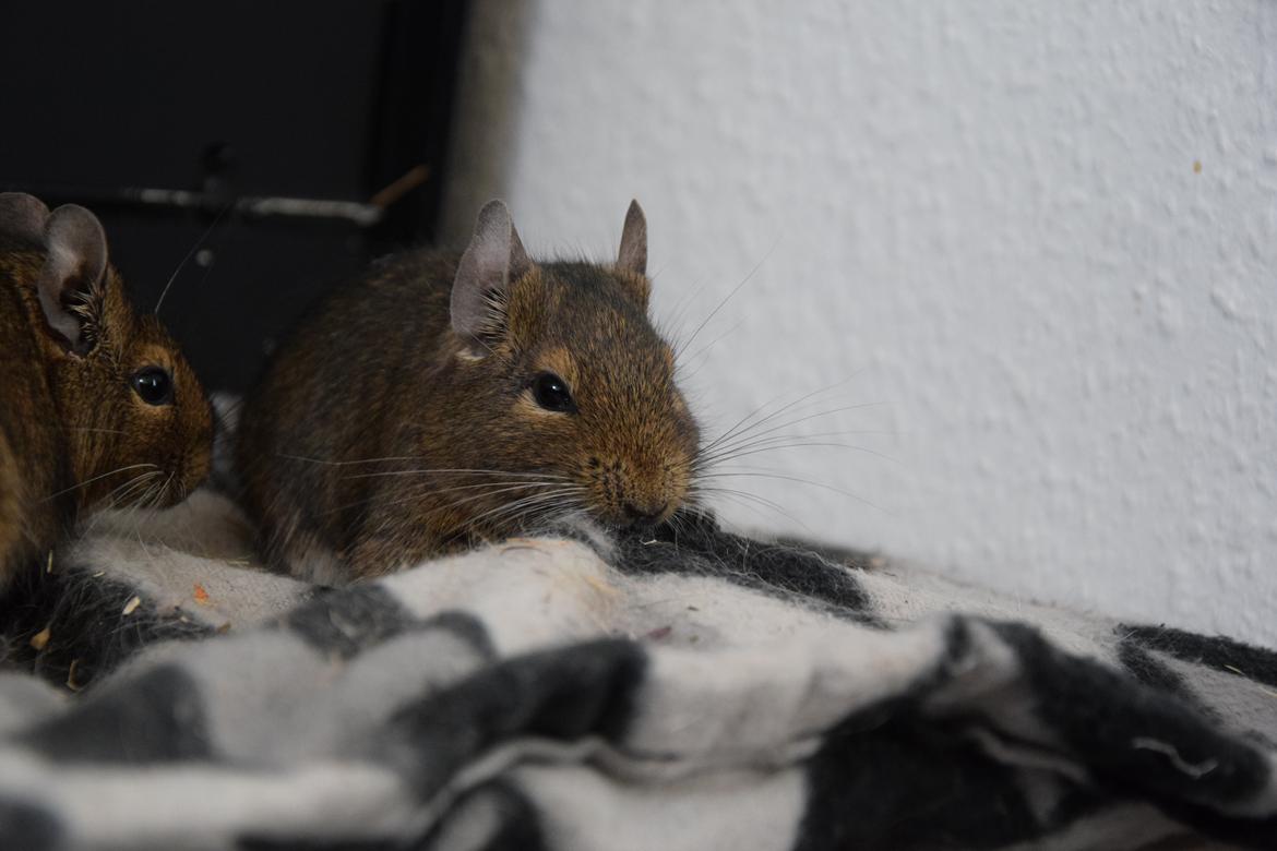 Degu Papaya (hvil i fred <3) billede 9