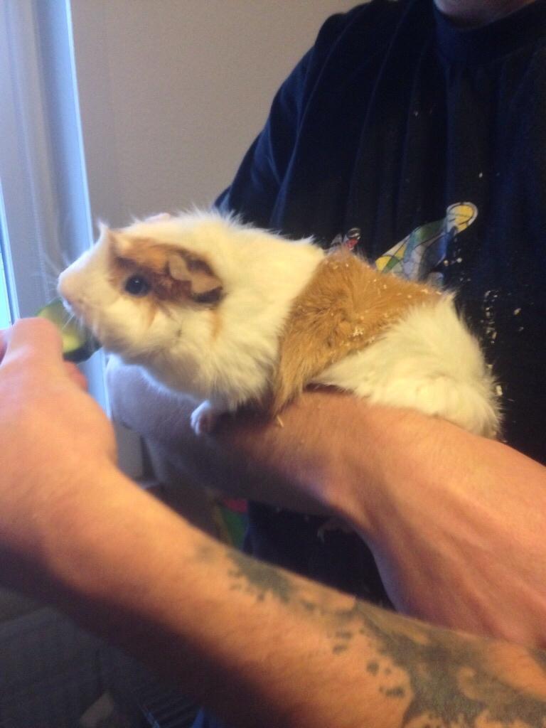 Marsvin Mutti, Pjuske og Plet billede 7