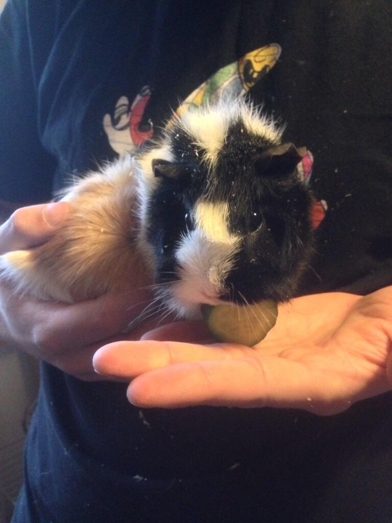 Marsvin Mutti, Pjuske og Plet billede 8